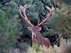 venado